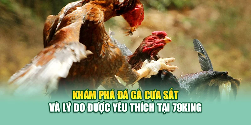 Khám phá đá gà cựa sắt và lý do được yêu thích tại 79King