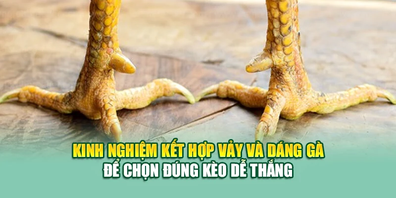 Kinh nghiệm kết hợp vảy và dáng gà để chọn đúng kèo dễ thắng