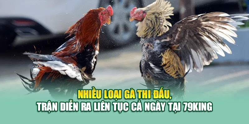 Nhiều loại gà thi đấu, trận diễn ra liên tục cả ngày tại 79King