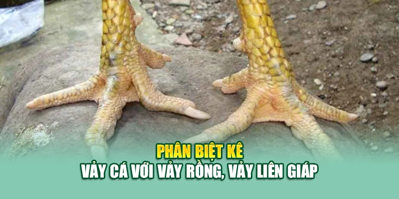 Phân biệt kê vảy cá với vảy rồng, vảy liên giáp