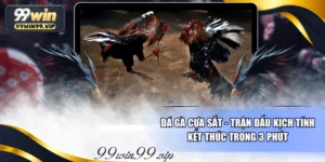 Đá Gà Cựa Sắt - Trận Đấu Kịch Tính Kết Thúc Trong 3 Phút