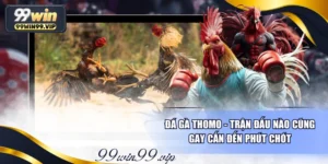 Đá Gà Thomo - Trận Đấu Nào Cũng Gay Cấn Đến Phút Chót