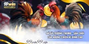 Đá Gà Trường Thomo - Sân Chơi Của Những Chiến Kê Đỉnh Cao