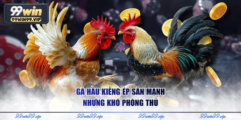 Gà hầu kiềng ép sân mạnh nhưng khó phòng thủ